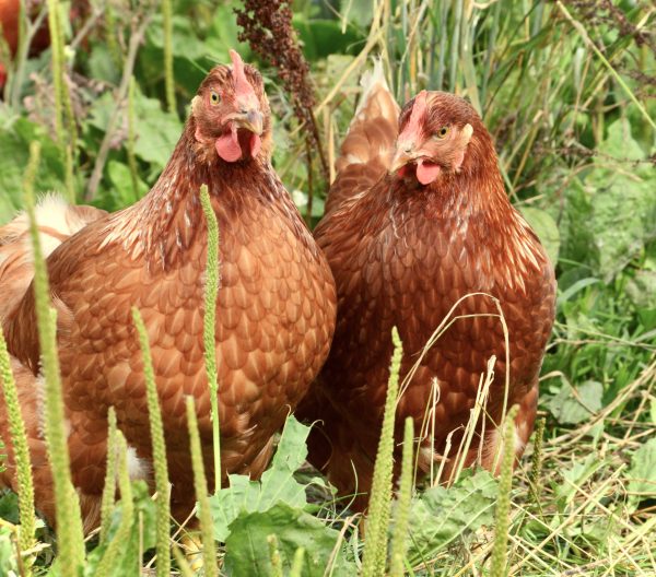 two_chickens_in_field_orchard_eggs